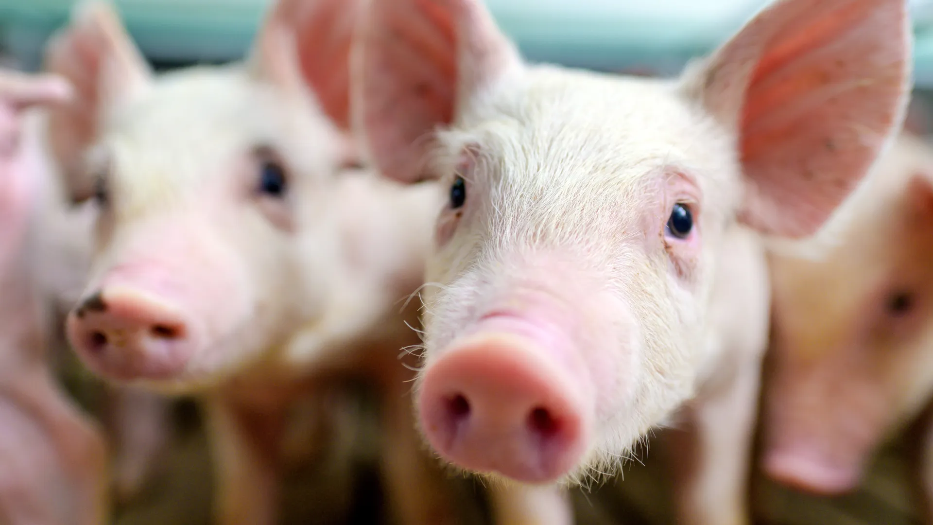 Schweine schauen leicht traurig